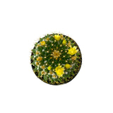 Mammillaria marksiana - Lazy Gardens