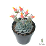 Echeveria Minima - Lazy Gardens