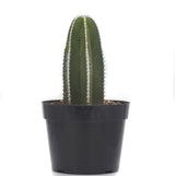 Pachycereus marginatus | Mexican Fence Post Cactus - Lazy Gardens