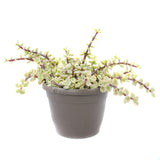 Portulacaria Afra Prostrata | Trailing Elephant Bush Variegated - Lazy Gardens