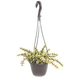 Portulacaria Afra Prostrata | Trailing Elephant Bush Variegated - Lazy Gardens