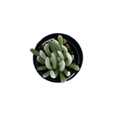 Senecio scaposus | Silver Coral - Lazy Gardens