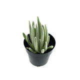 Senecio scaposus | Silver Coral - Lazy Gardens