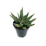 Aloe Tarantula | Aloe Hybrid - Lazy Gardens