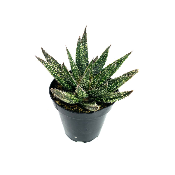 Aloe Tarantula | Aloe Hybrid