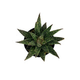 Aloe Tarantula | Aloe Hybrid - Lazy Gardens