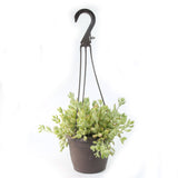 Cotyledon Pendens | Cliff Cotyledon - Lazy Gardens