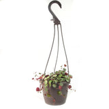 Peperomia Ruby Cascade - Lazy Gardens