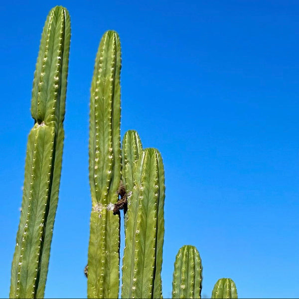 Types of San Pedro Cactus (and where to buy them)