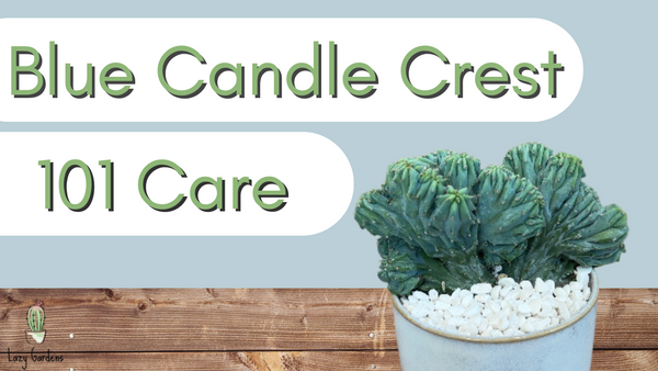 Blue Candle Crest 101 Care