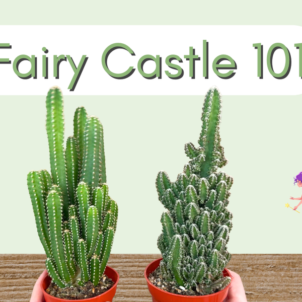 Fairy Castle 101  Lazy Gardens