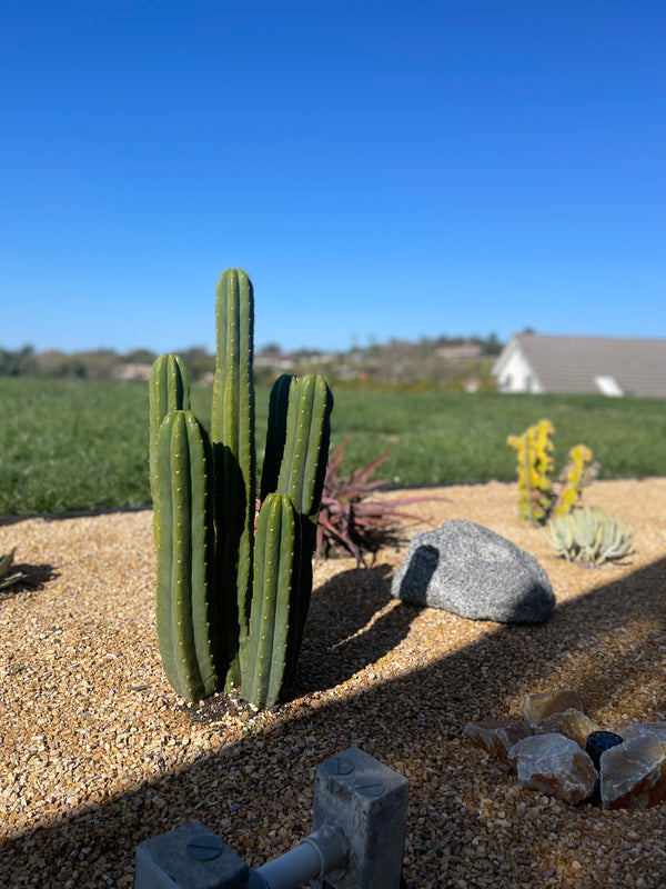 San Pedro Cactus in outdoor desert garden with blue sky background