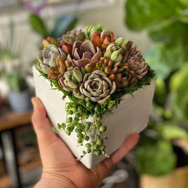 Holiday Succulent Gift Guide