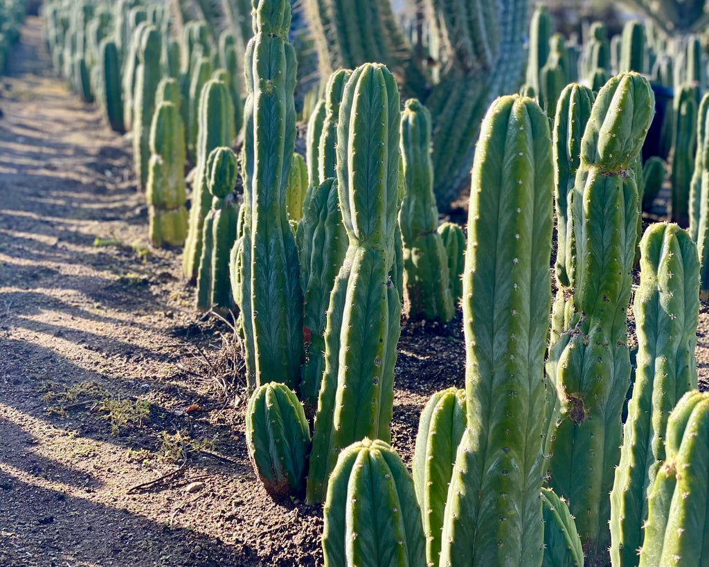 Where to Buy your San Pedro Cactus  Lazy Gardens