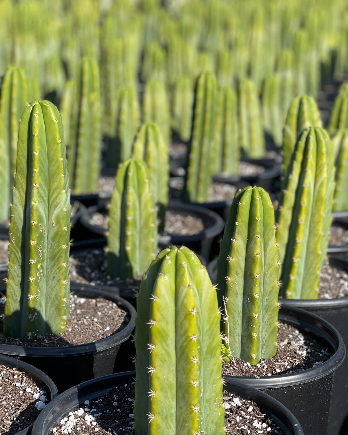 Where to Buy your San Pedro Cactus  Lazy Gardens