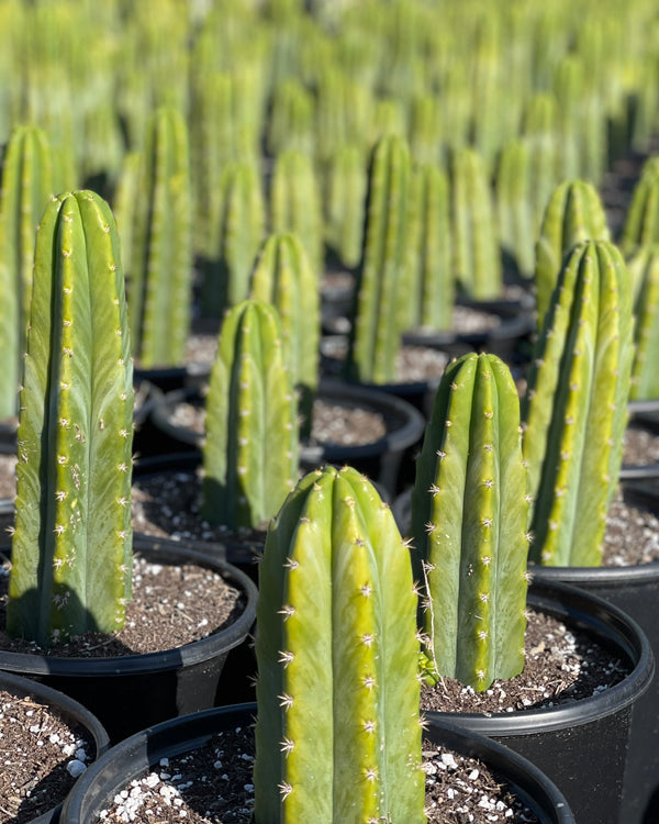 Field of Potted San Pedro Cacti