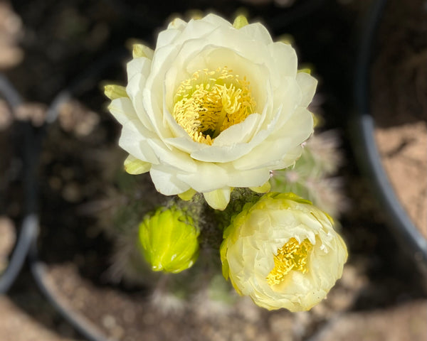 What to Do with a Succulent Bloom?