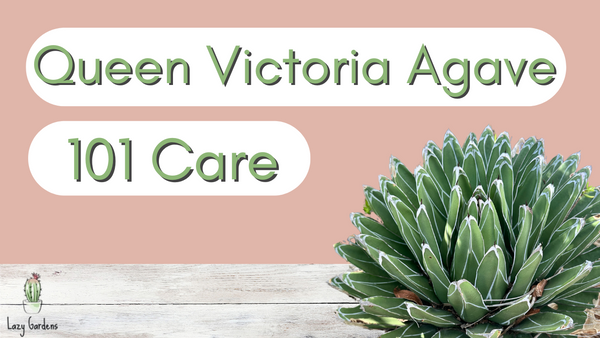 Queen Victoria Agave 101