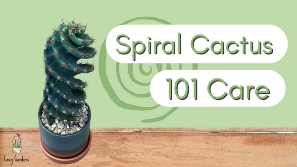 How to Care for the Spiral Cactus