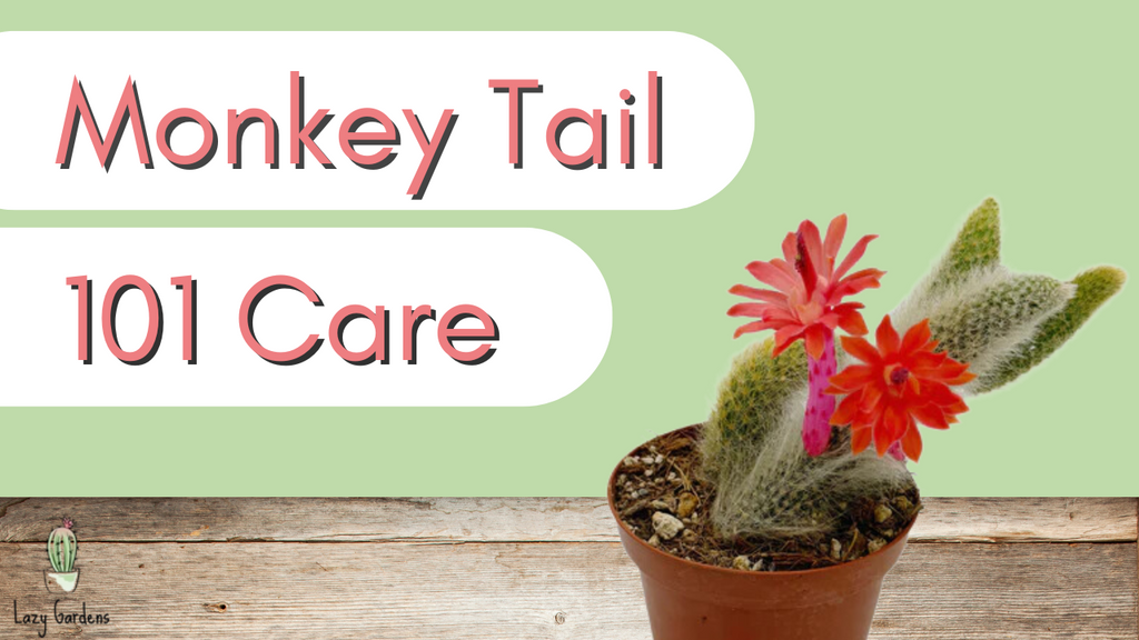 Monkey_Tail_Thumbnail_1024x.