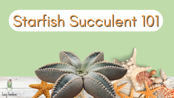 How to Care for the Starfish Succulent