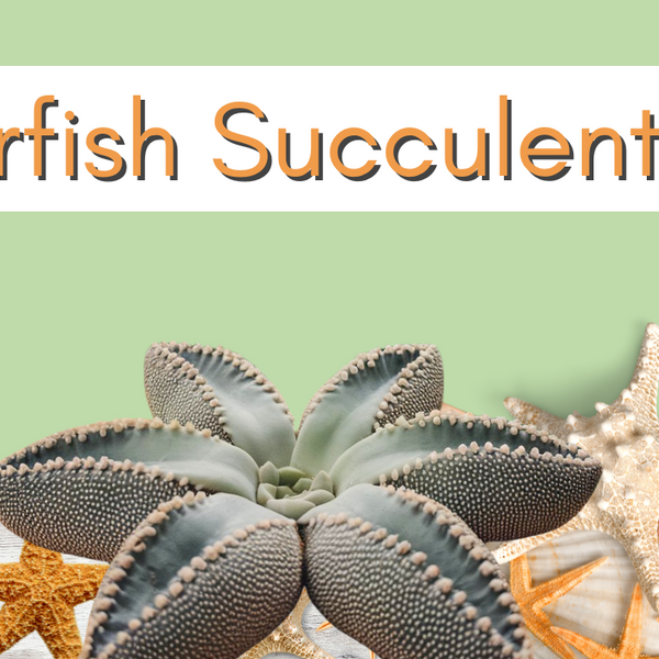 How to Care for the Starfish Succulent  Lazy Gardens