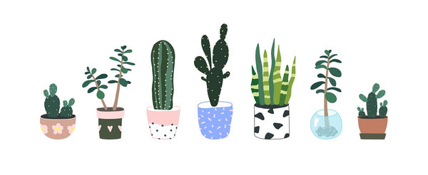 10 Reasons Succulents Make the Perfect Holiday Gifts