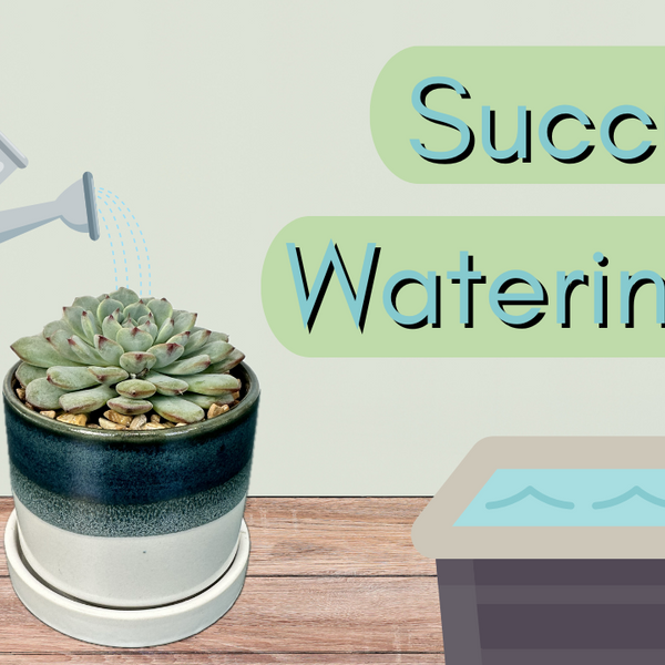Water 101: How & When to Water Succulents  Lazy Gardens