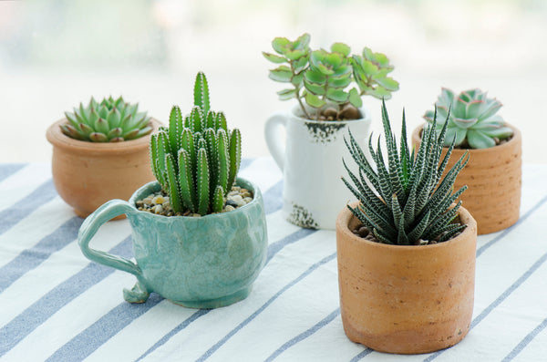Succulent Gifts for Beginners