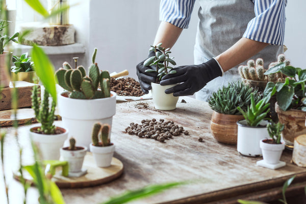 Gardener planting succulents in pots