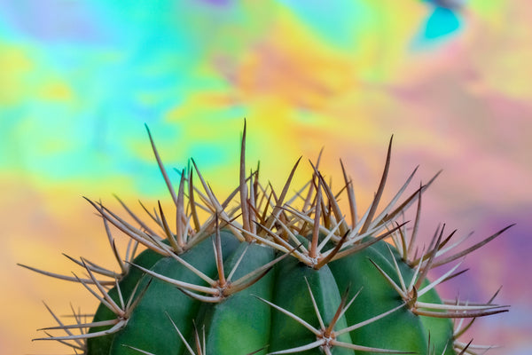 Cactus with neon rainbow sky background