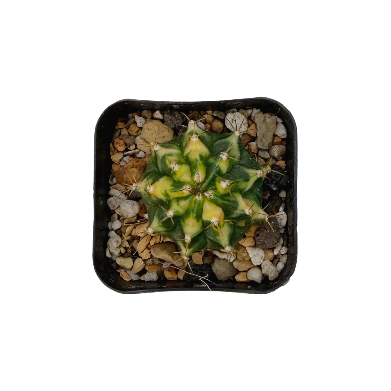 cactus variegata Gymnocalycium mihanovichii variegata