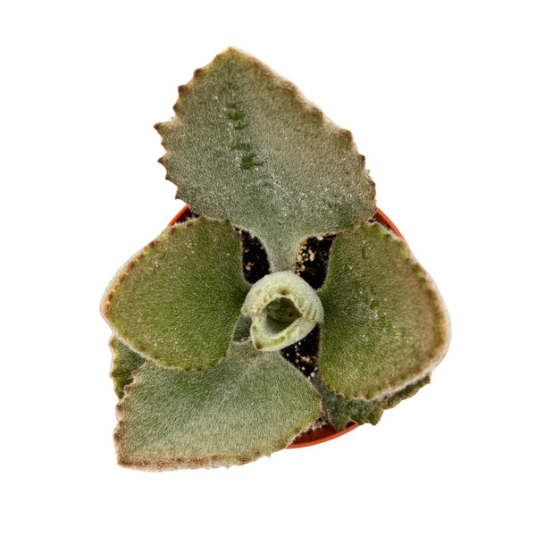 fang succulent Kalanchoe beharensis 'Fang'