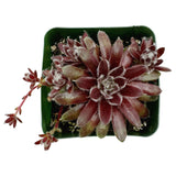 Sempervivum Explosion