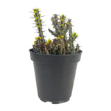 Euphorbia aeruginosa | Miniature Saguaro