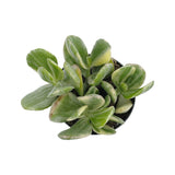Crassula Ovata Tricolor | Tricolor Jade Plant - Lazy Gardens