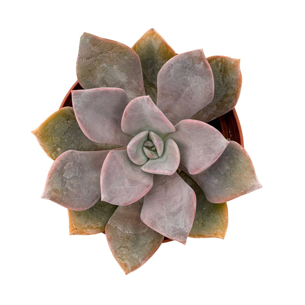 Graptoveria Debbie - Lazy Gardens