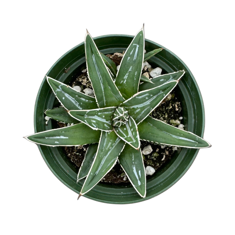 queen victoria succulent Agave Victoriae Reginae