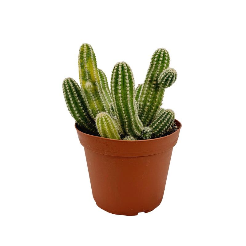 Echinopsis chamaecereus | Variegated Peanut Cactus - Lazy Gardens