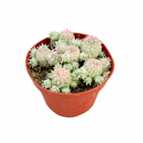 Euphorbia Mammillaris Variegata | Corn Cob Cactus Variegated