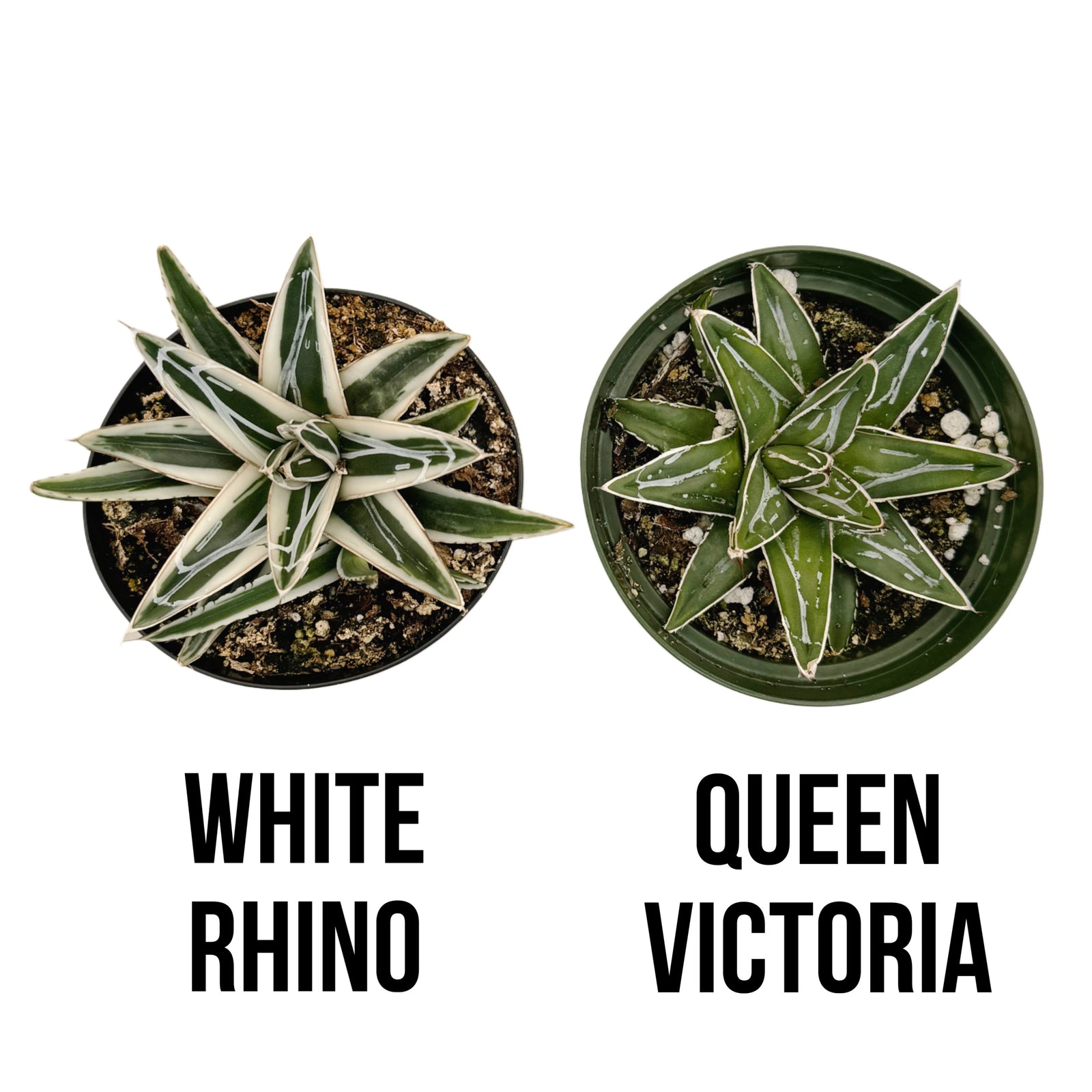 white rhino succulent Agave Victoriae Reginae ‘White Rhino’
