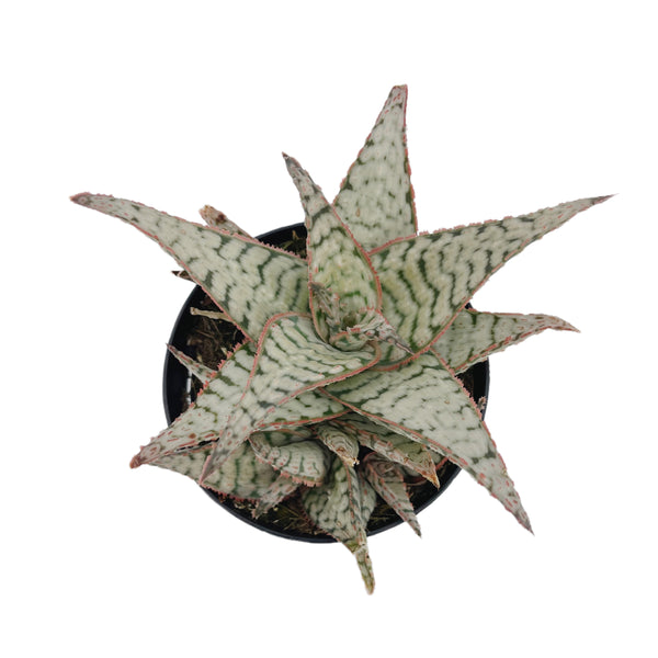 Aloe Candy Cane | Aloe Hybrid