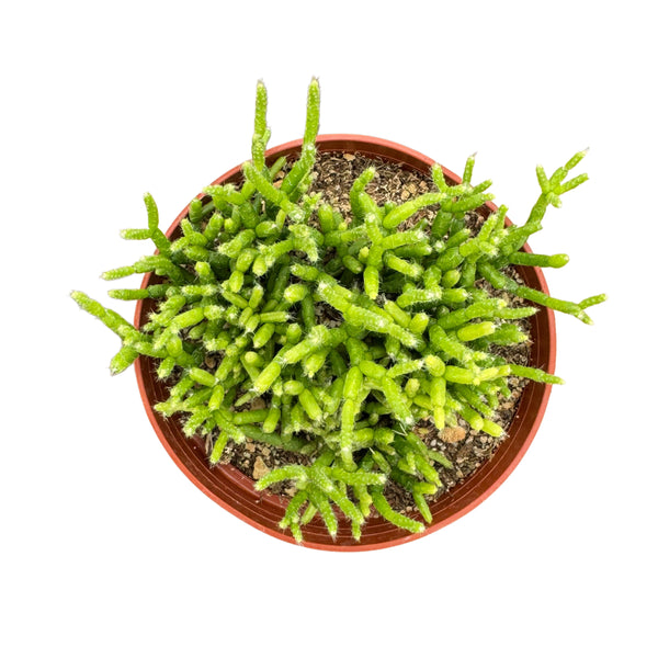 Rhipsalis cereuscula | Coral Cactus - Lazy Gardens