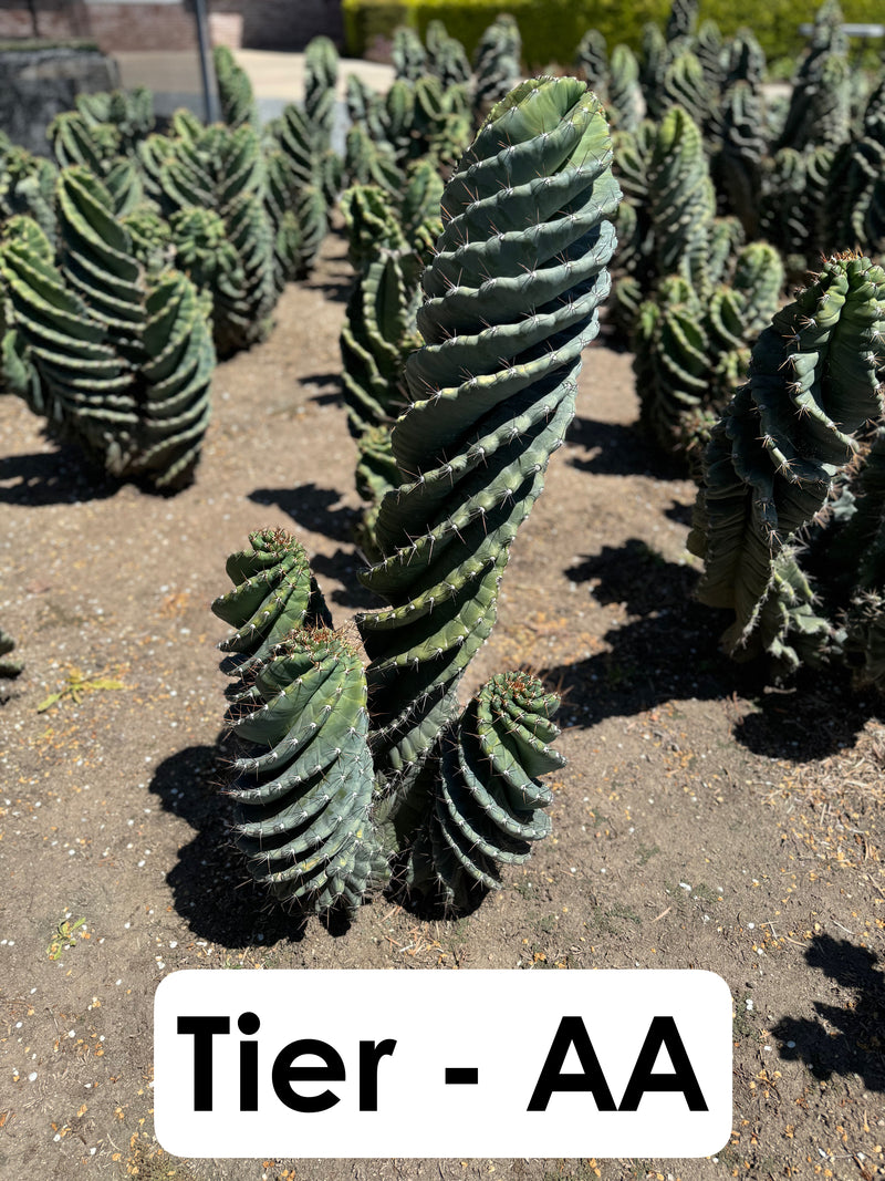 Cereus forbesii Spiralis Field Specimen | Extra Large Branching Spiral Cactus
