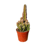 Acanthocereus tetragonus | Fairy Castle Cactus - Lazy Gardens