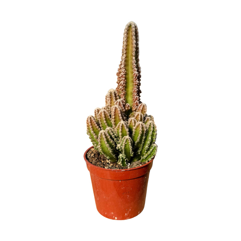 Acanthocereus tetragonus | Fairy Castle Cactus - Lazy Gardens