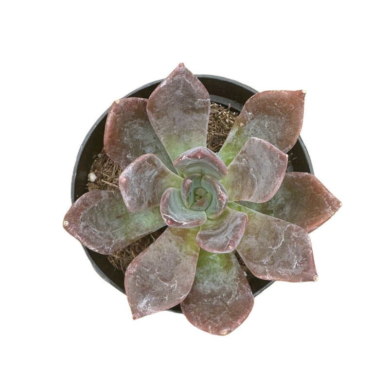 echeveria dark moon succulent Echeveria Dark Moon