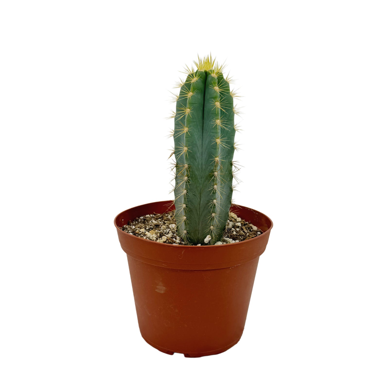 Pilosocereus Pachycladus