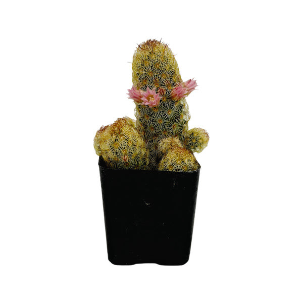 Mammillaria elongata 'Lady Fingers' - Lazy Gardens