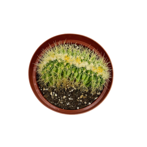 Echinocactus grusonii cristata | Crested Golden Barrel Cactus - Lazy Gardens